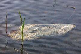 Rock in Clear Pond