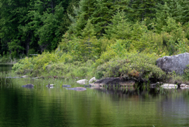 Island on Clear Pond