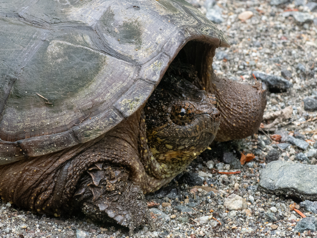 Snapper</br>This dude was ambling along at at the Clear Pond trailhead. He was not impressed with the two-legs looking at him.